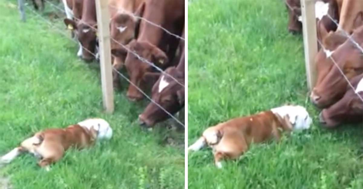 Bulldog Meets Cows