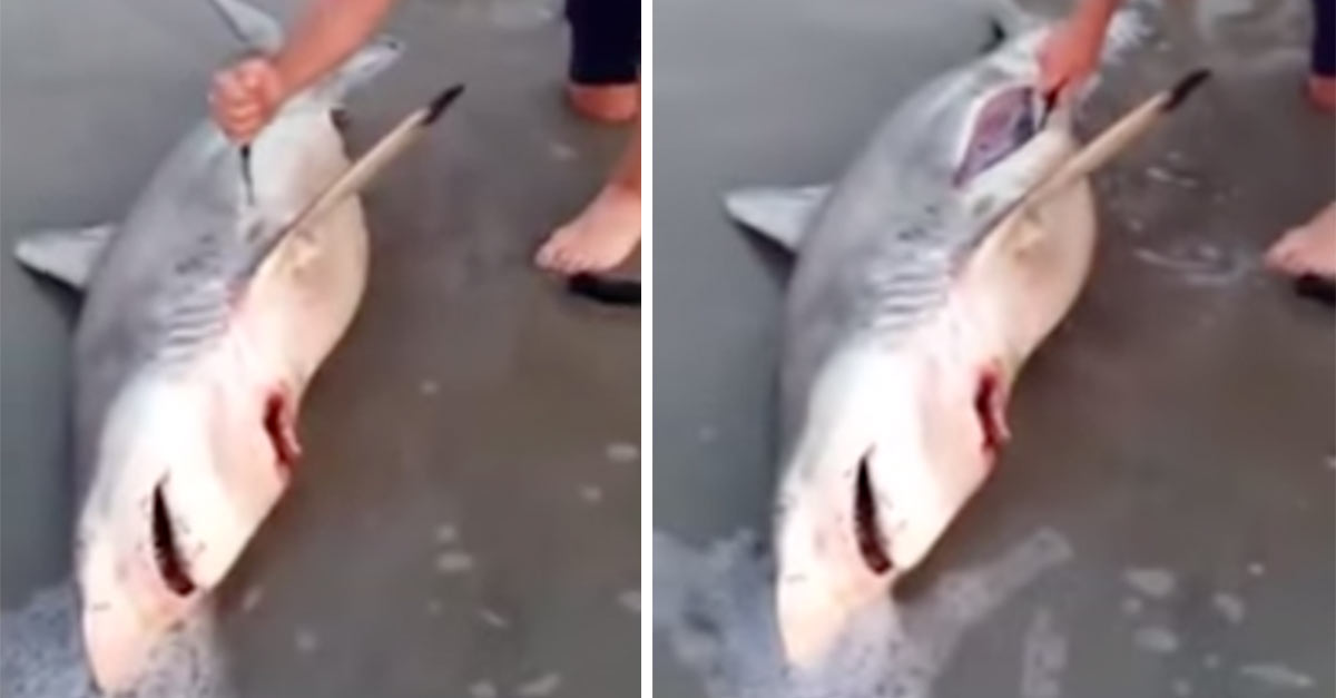 Dead Shark Gives Birth