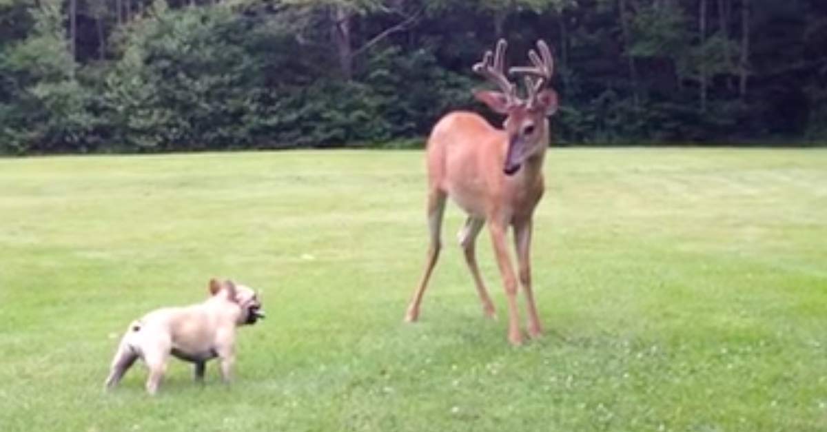 Dog And Deer Playing
