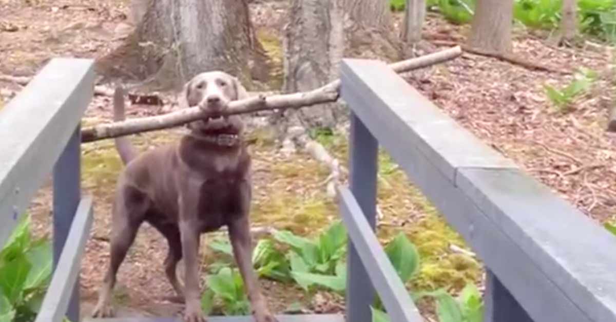 Dog Carries Giant Stick