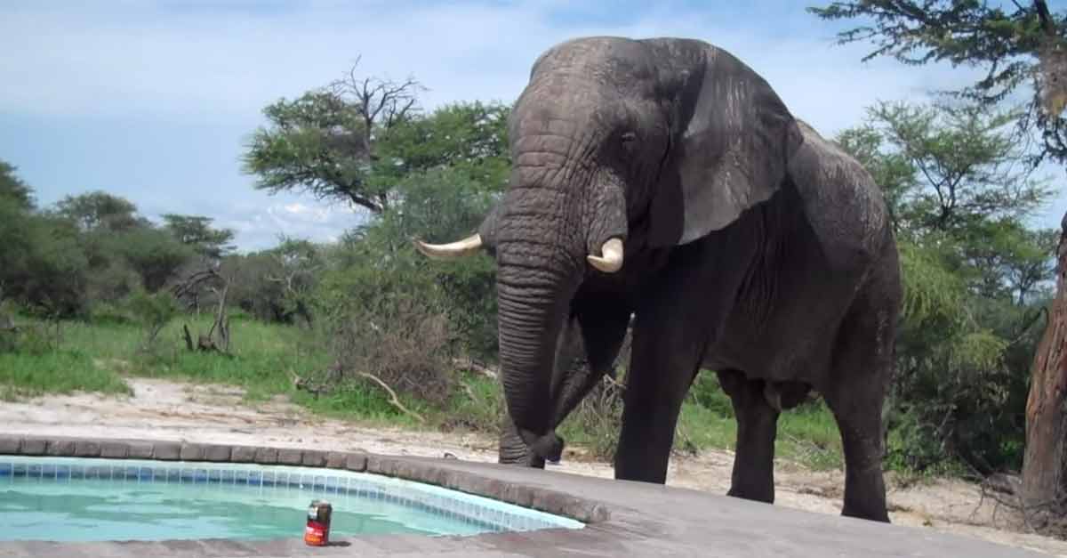 Elephant Crashes Pool Party
