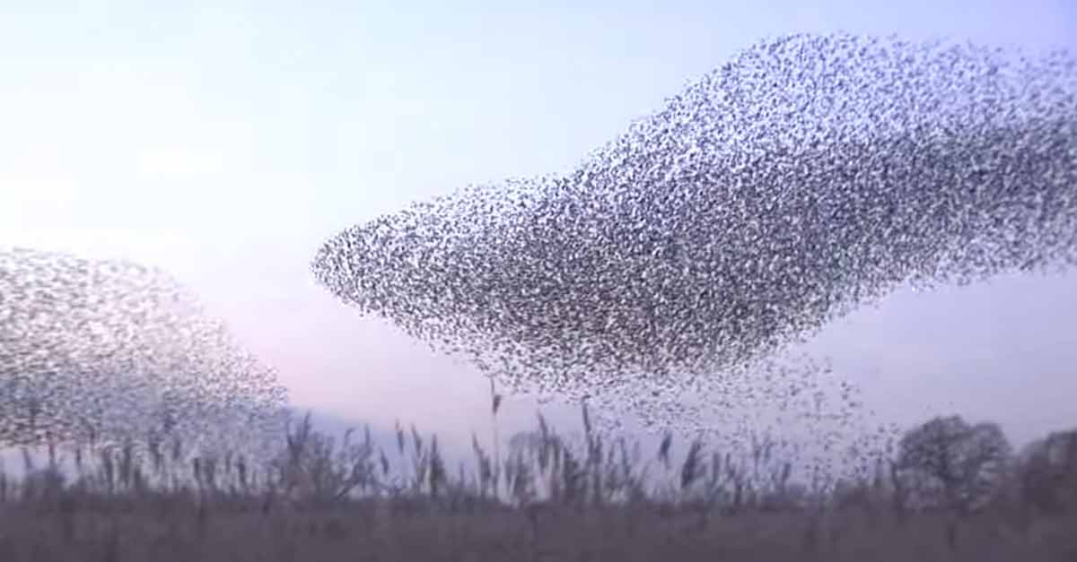 Flock Of Starlings