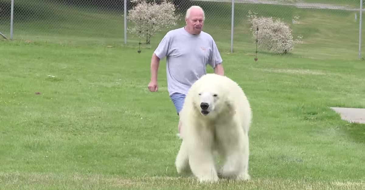 Man Swims With Polar Bears