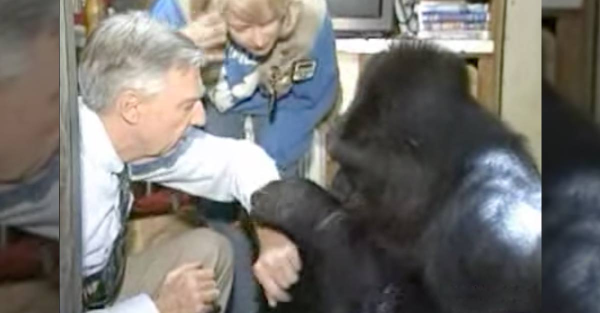 Mr. Rodgers Meets Koko Gorilla