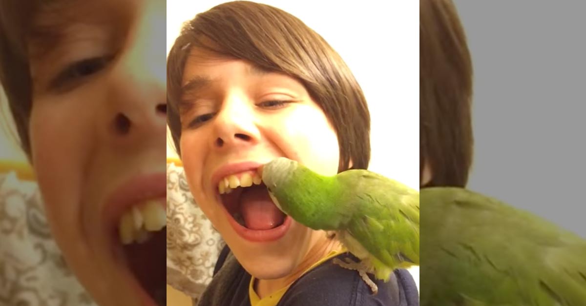 Parrot Pulls Loose Tooth