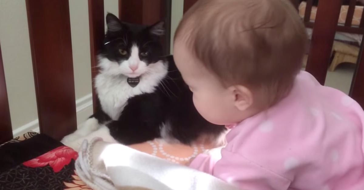 This Cat Puts A Baby To Sleep In The Sweetest Way Possible!