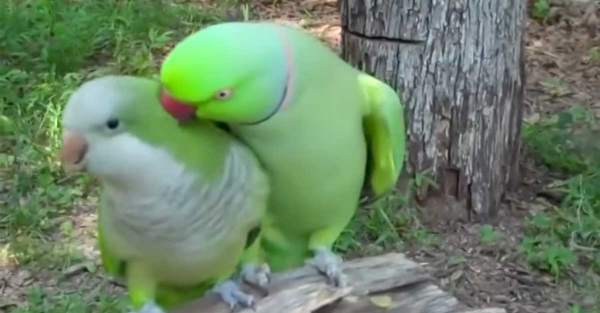 Parrot Loves Kisses