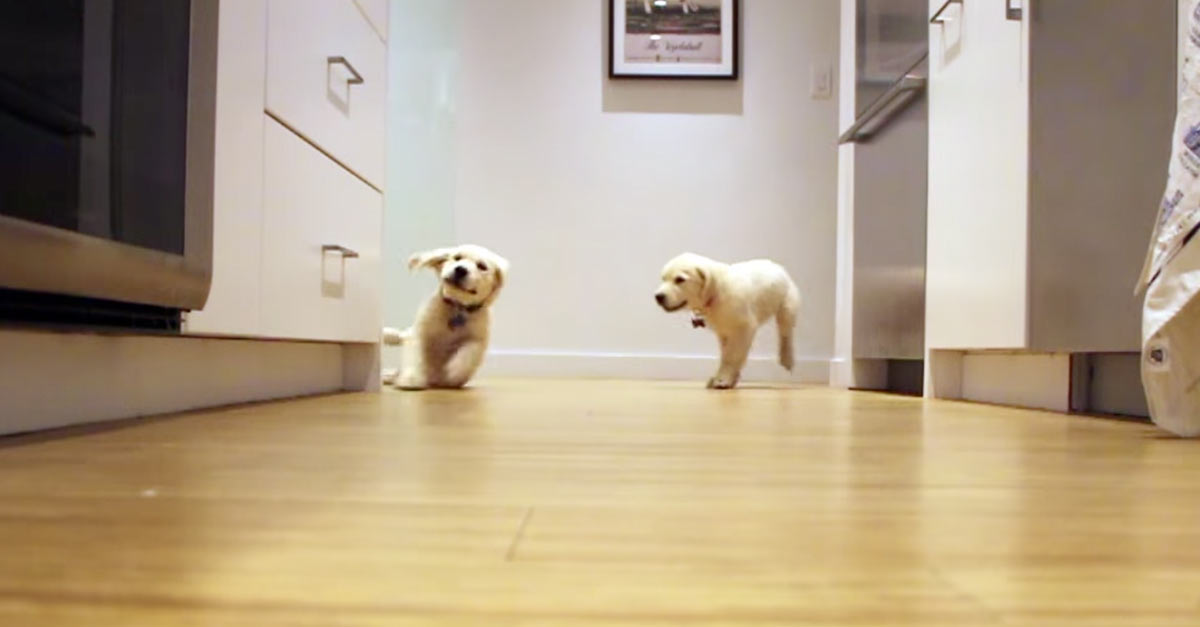 Puppy Time Lapse